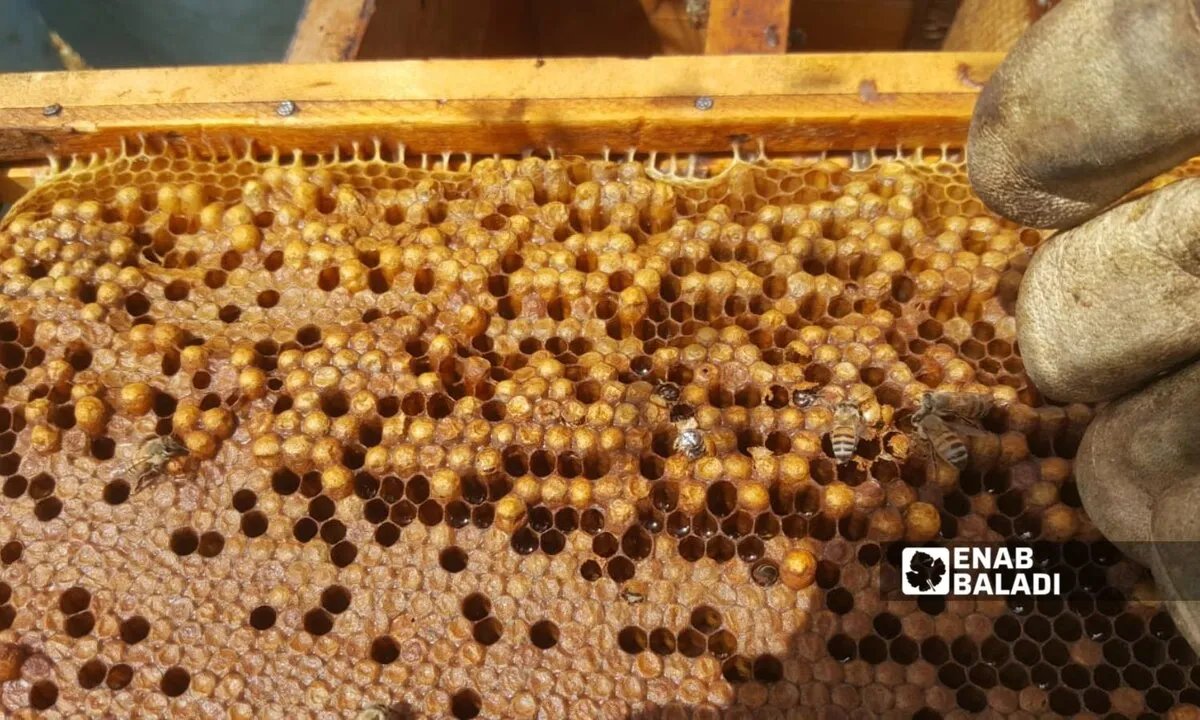 انتعاش مؤقت: تحديات جمة تعيق ازدهار قطاع النحل في سوريا رغم التحسن