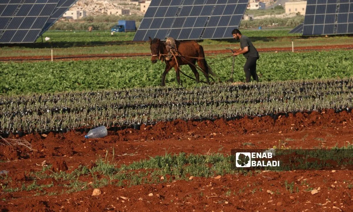 جفاف إدلب يهدد الموسم الزراعي بخسائر فادحة: خطة حكومية لمواجهة الكارثة