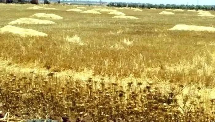 القنيطرة: مربو الماشية يئنون تحت وطأة ارتفاع أسعار الأعلاف وخسائر تهدد الثروة الحيوانية