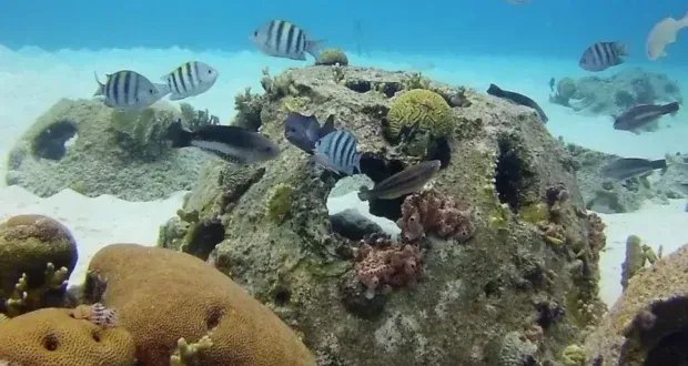 أبوظبي تطلق "حدائق أبوظبي المرجانية": أكبر مشروع من نوعه لحماية البيئة البحرية في الشرق الأوسط