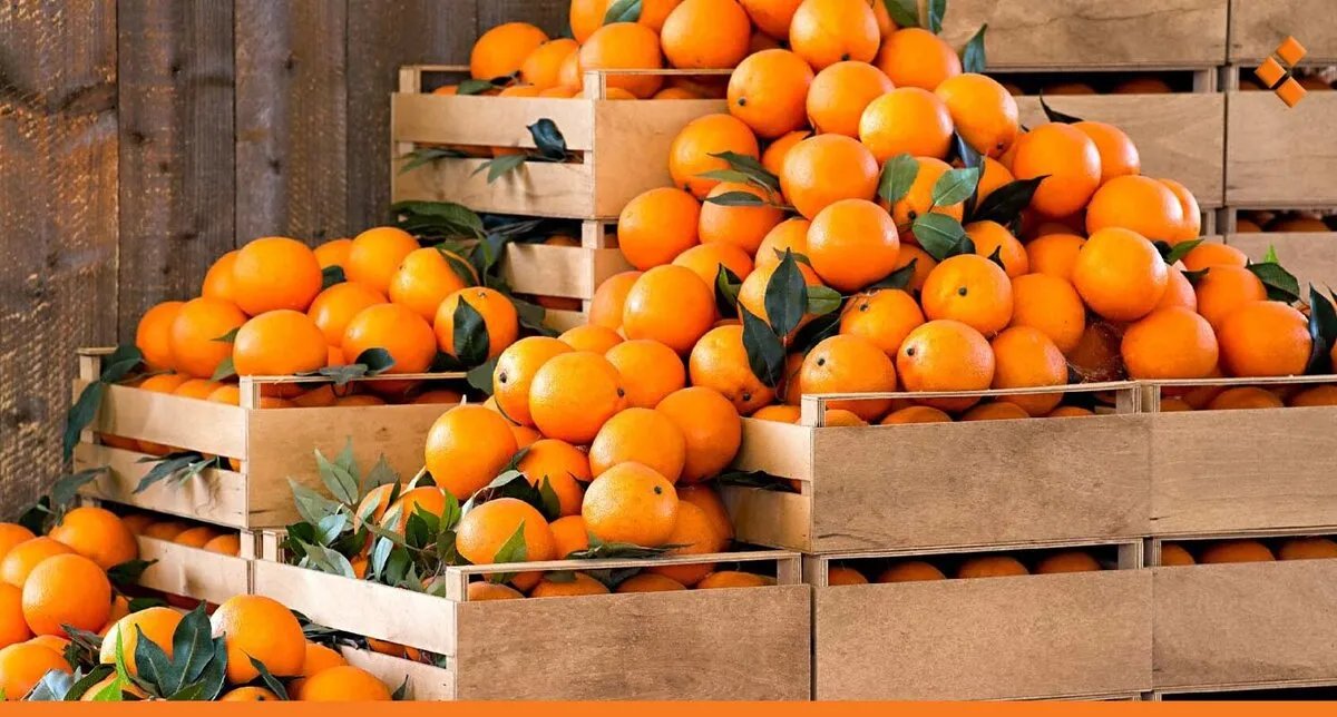 إنتاج الحمضيات السوري يتجاوز 700 ألف طن في 2025: خطط لتعزيز الصناعات التحويلية والتصدير