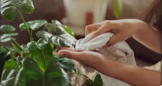 جمال وصحة في منزلك: فوائد نباتات الزينة الداخلية تتجاوز المظهر