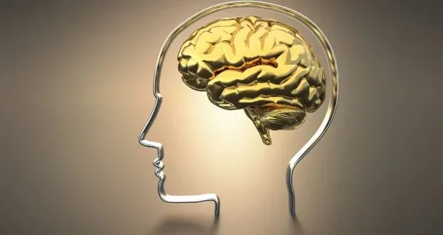 الإستروجين: تأثيرات تتجاوز الحمل والدورة الشهرية لتشمل الدماغ والصحة النفسية