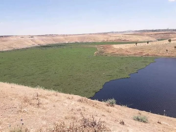 حماة تتصدى لغزو زهرة النيل: حصادة مائية لمكافحة الآفة في ريف المحافظة