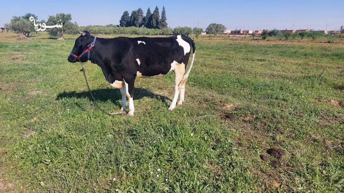 كارثة تهدد الثروة الحيوانية في الرقة: تفشي الحمى القلاعية يثير قلق المربين ومناشدات للإنقاذ