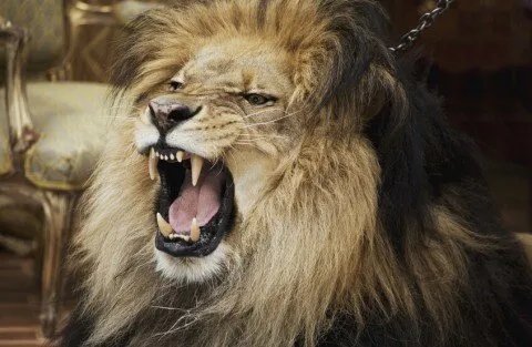 مأساة في الكوفة: أسد يقتل مربيه وجار يتدخل لإنهاء الكابوس!