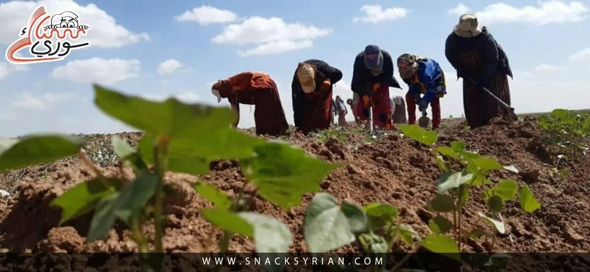 حارسات البذور والمحاصيل: كيف تحافظ الفلاحات السوريات على صحة النبات وتراث الزراعة الريفية؟