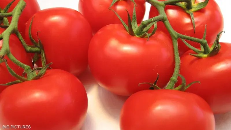 الجفاف يضرب الزراعة السورية: تقليص المساحات المروية ومقترحات لمنع استيراد بعض المنتجات