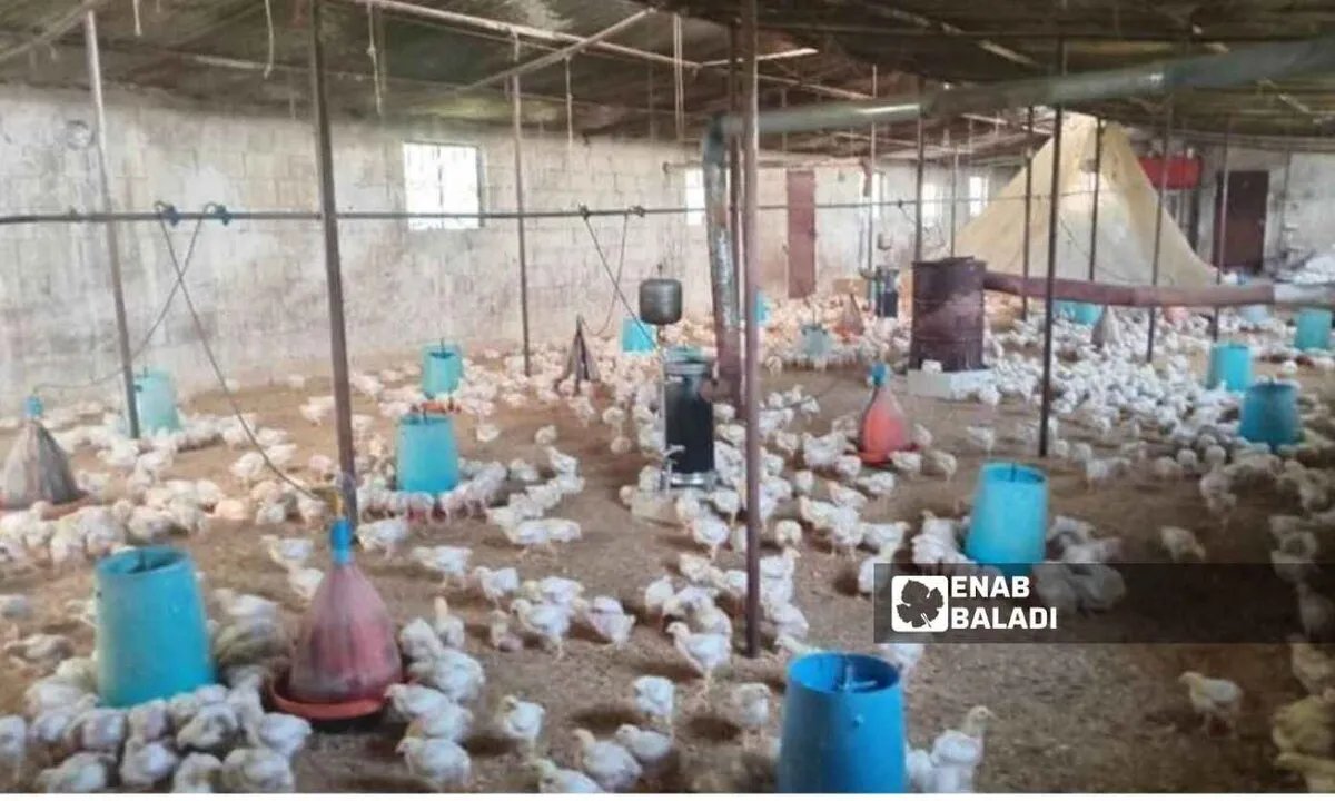 انتعاش مرتقب لقطاع الدواجن في سوريا: هل تعود الفروج والبيض إلى المائدة بأسعار معقولة؟