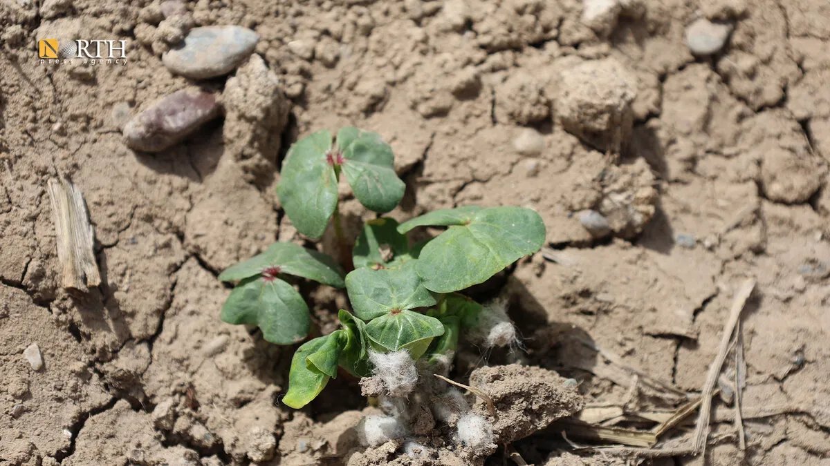 مزارعو الرقة عالقون: محصول القطن بلا ثمن يهدد مستقبل الزراعة