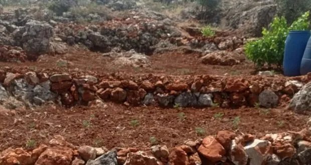 الزراعة الأسرية في سوريا: حلول مبتكرة لمواجهة غلاء المعيشة وتحديات تواجه التوسع