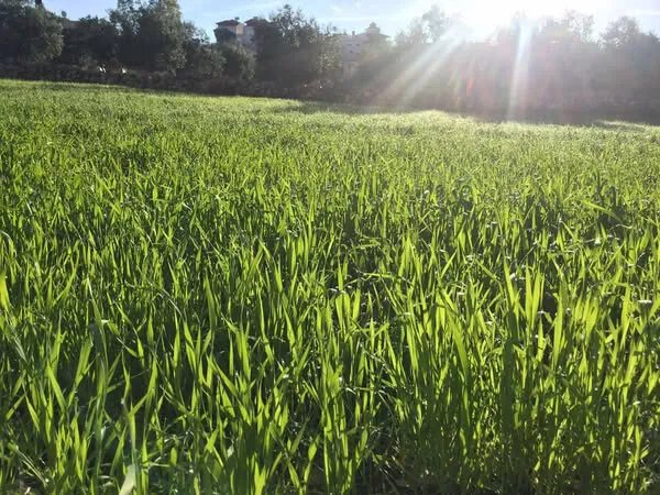 تداعيات الجفاف على القمح: دراسة لتكاليف الإنتاج ودعم المزارعين في سوريا