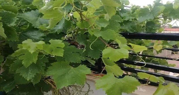 من كروم الشام إلى مائدة الأسرة: حكاية ورق العنب في سوريا.. زراعة، أنواع، وطرق تخزين