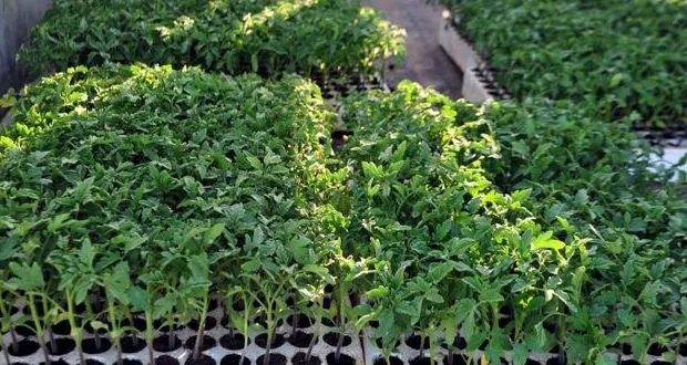 السويداء تتوسع في الزراعات الصيفية: خطة لزراعة أكثر من 11 ألف دونم لتلبية الاحتياجات المحلية