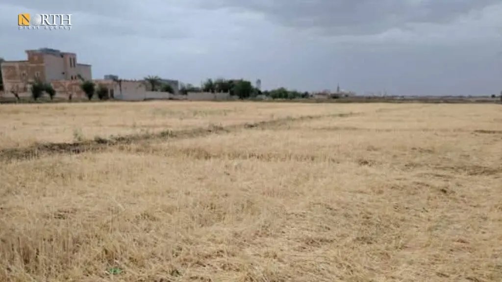 بردية عنيفة تضرب ريف دير الزور وتلحق أضراراً فادحة بالمحاصيل الزراعية