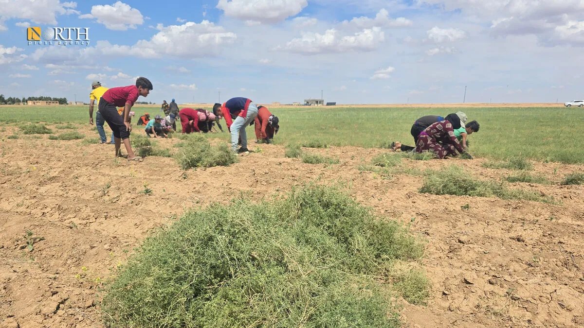 مزارعو الحسكة يحتفلون ببدء موسم حصاد الكمون: توقعات بمحصول وفير