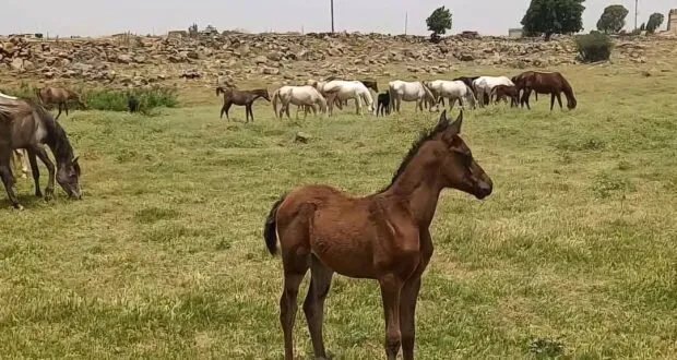 القنيطرة: الخيول العربية الأصيلة.. إرث عائلي وتراث يتحدى الزمن