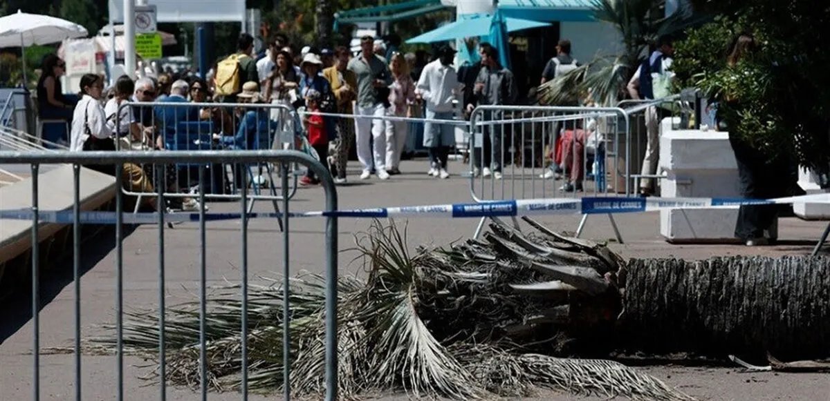 مهرجان كان السينمائي يشهد حادثًا مؤسفًا: سقوط شجرة نخيل يصيب أحد الضيوف