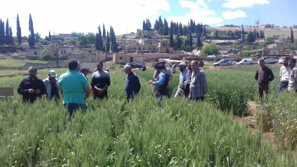 جفاف يهدد محصول القمح في سوريا: مزارعون يستغيثون والحكومة تعزو الأزمة لسيطرة قسد على آبار النفط