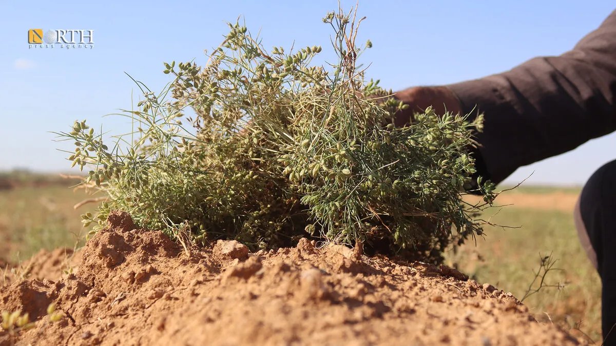 مزارعو الرقة يواجهون شبح الخسائر: الجفاف والتكاليف الباهظة تهدد مستقبل زراعة الكمون