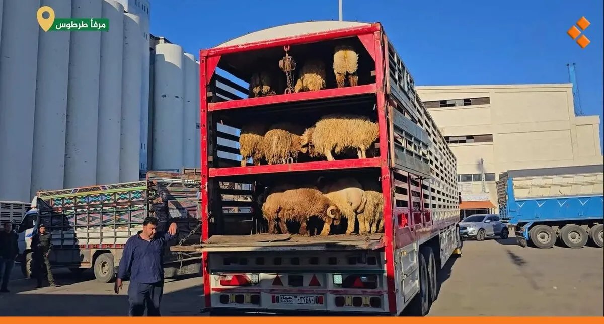 طرطوس: تصدير الشحنة الثانية عشرة من المواشي.. انتعاش ملحوظ في القطاع التجاري