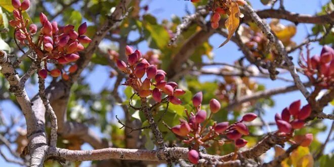 سوريا ضمن قائمة الكبار: تعرف على أكبر 10 دول منتجة للفستق في العالم