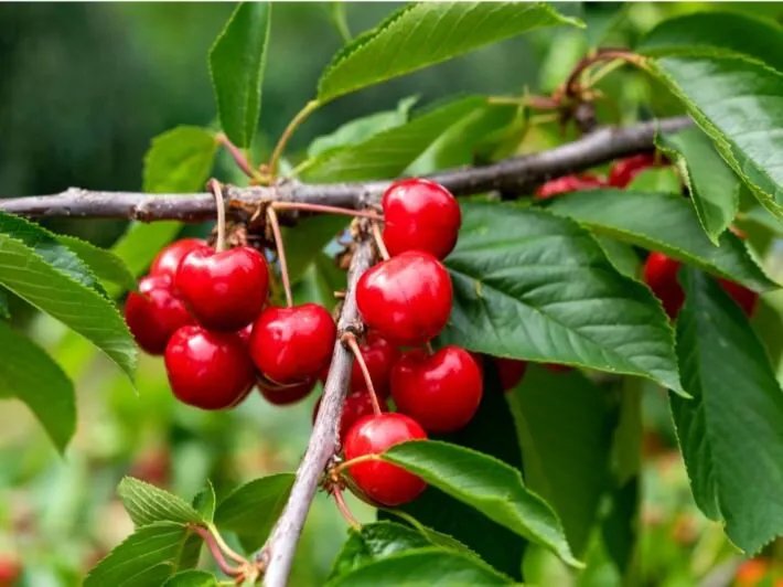 صقيع نيسان يلتهم 90% من محصول الكرز في القنيطرة وخسائر فادحة للمزارعين