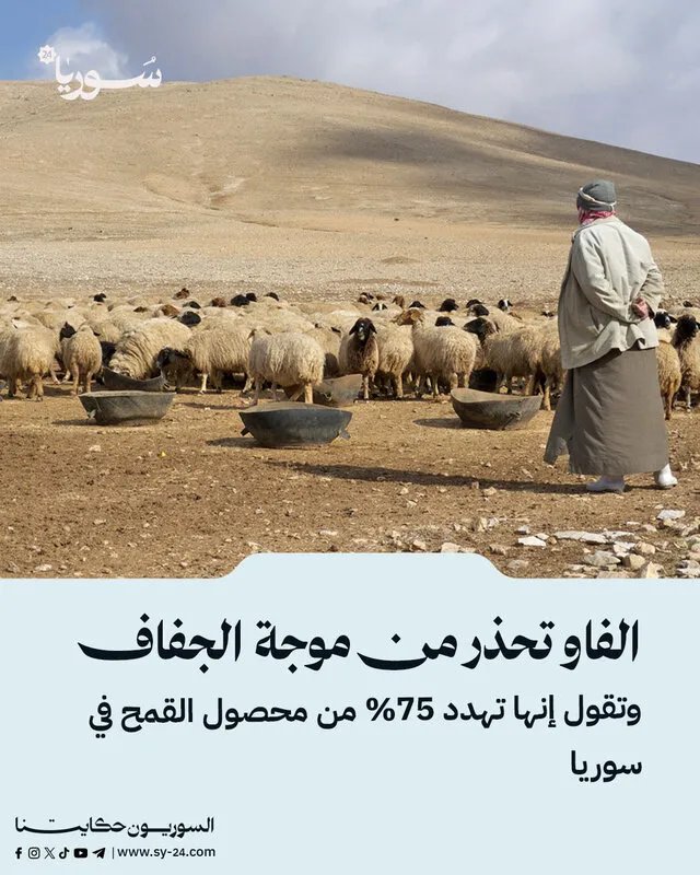 الجفاف يهدد الأمن الغذائي في سوريا: الفاو تحذر من خسارة 75% من محصول القمح