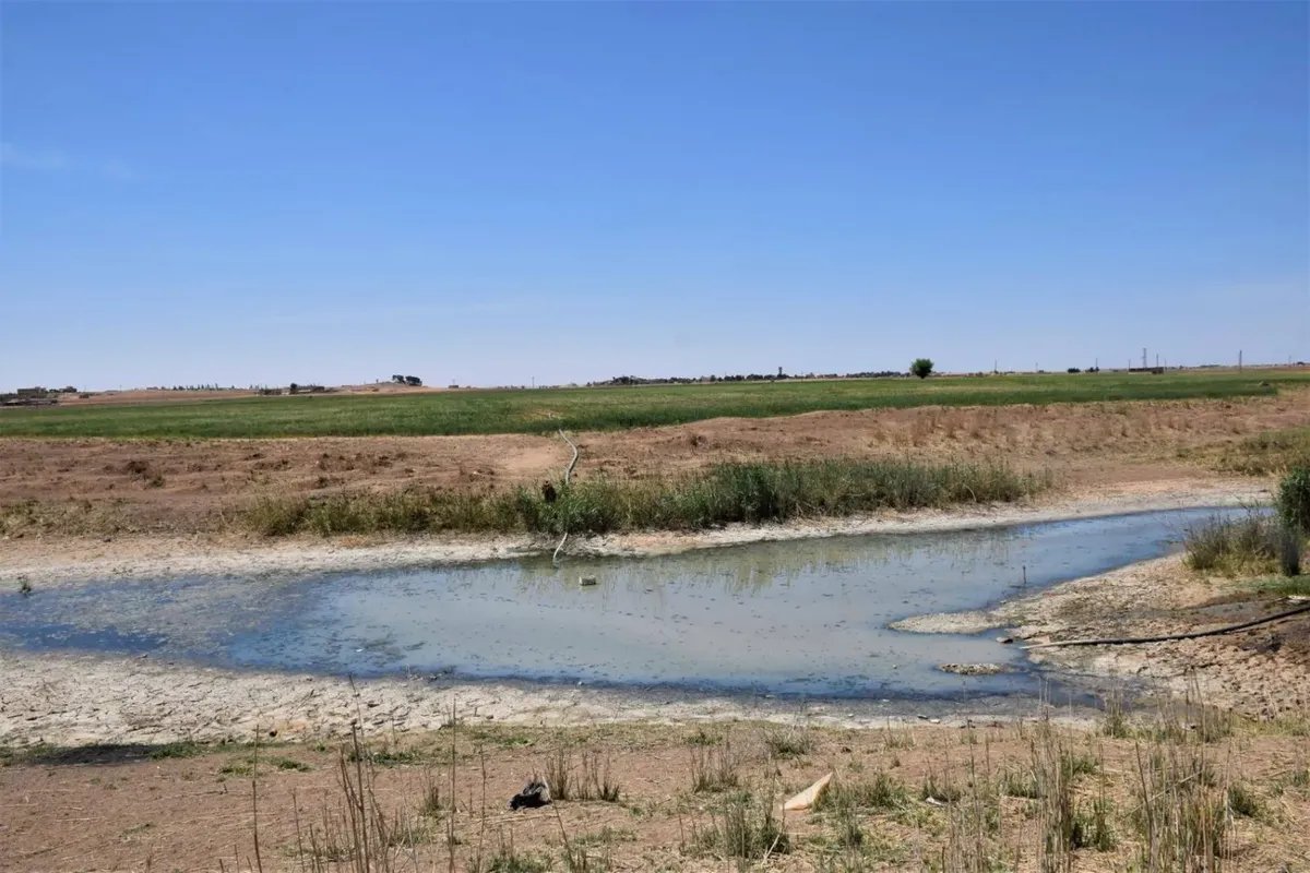 تحذير خطير: الجفاف يهدد الأمن الغذائي في سوريا بخسائر فادحة في محصول القمح