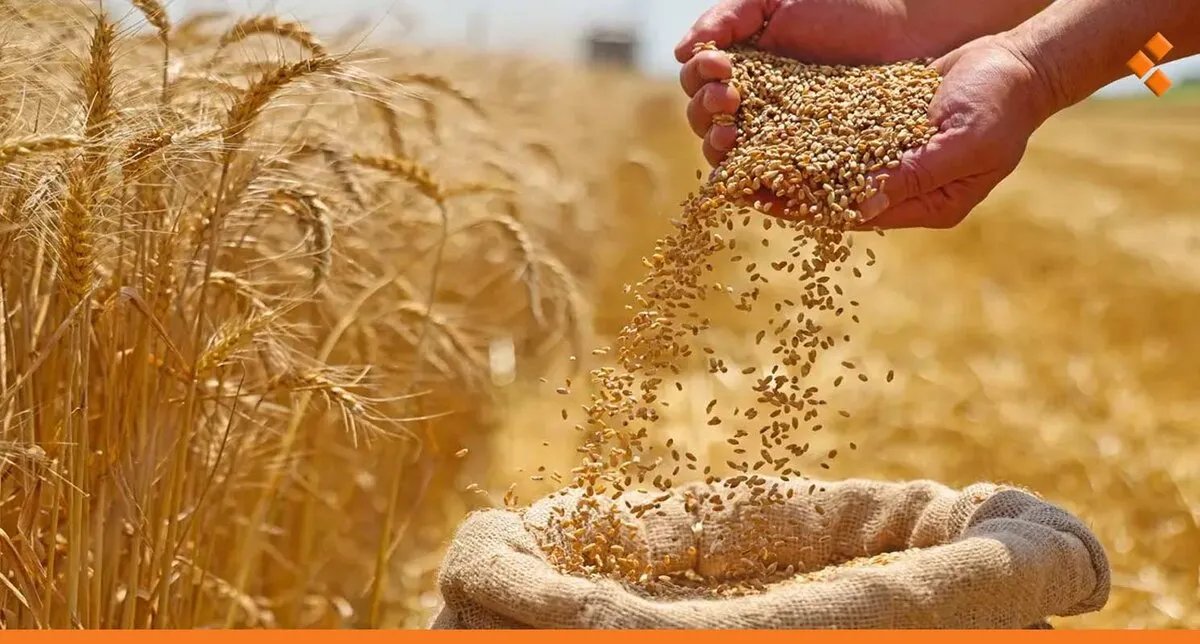 تحذير خطير: الجفاف يهدد بفقدان ثلاثة أرباع محصول القمح في سوريا