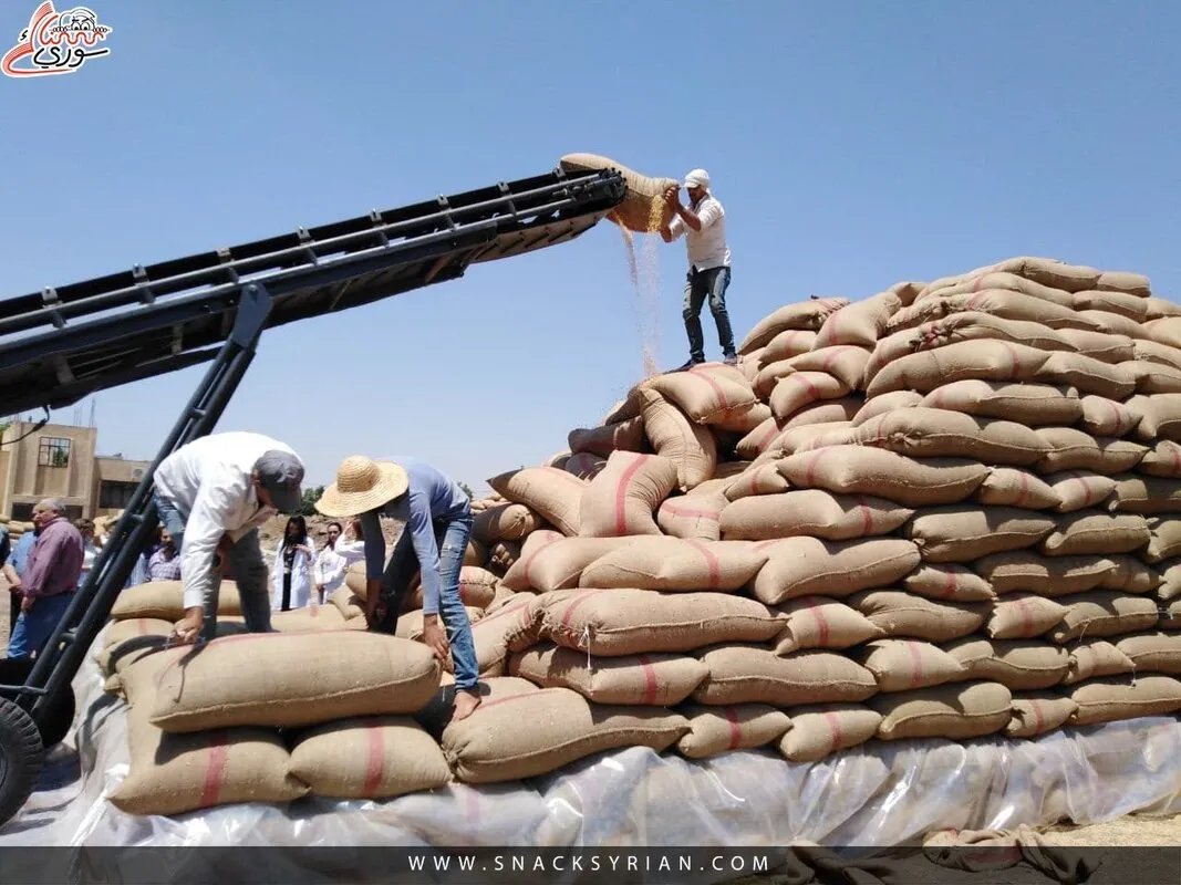 تحذير من الفاو: جفاف كارثي يهدد محصول القمح في سوريا والأمن الغذائي للملايين
