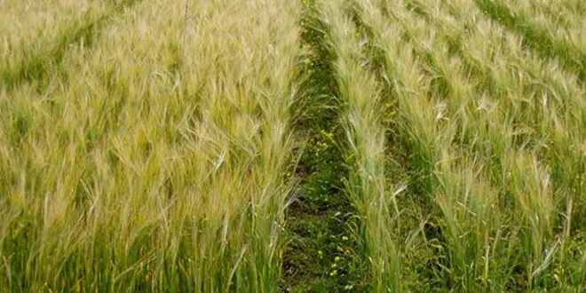 السويداء: موسم القمح والشعير في خطر بسبب الجفاف وشح المياه