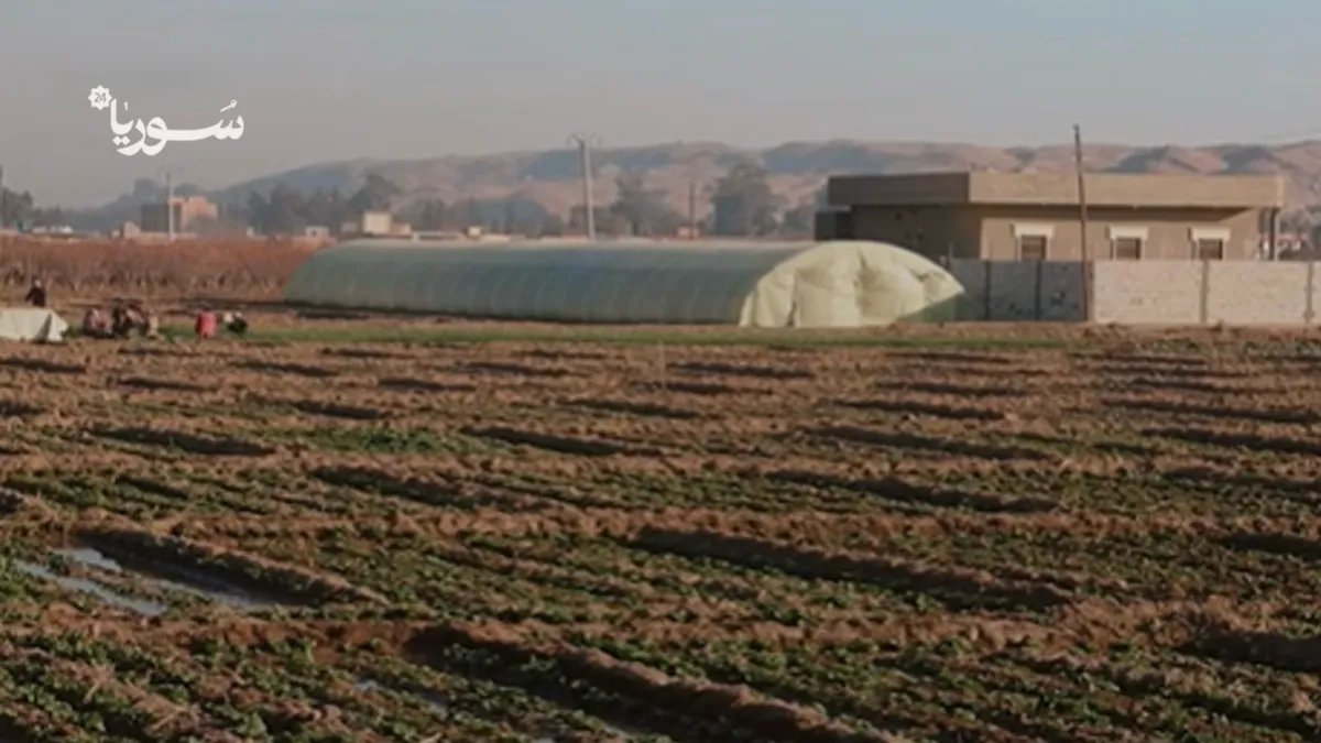 كارثة وشيكة: تحذيرات أممية من أزمة غذاء حادة تضرب سوريا بسبب الجفاف