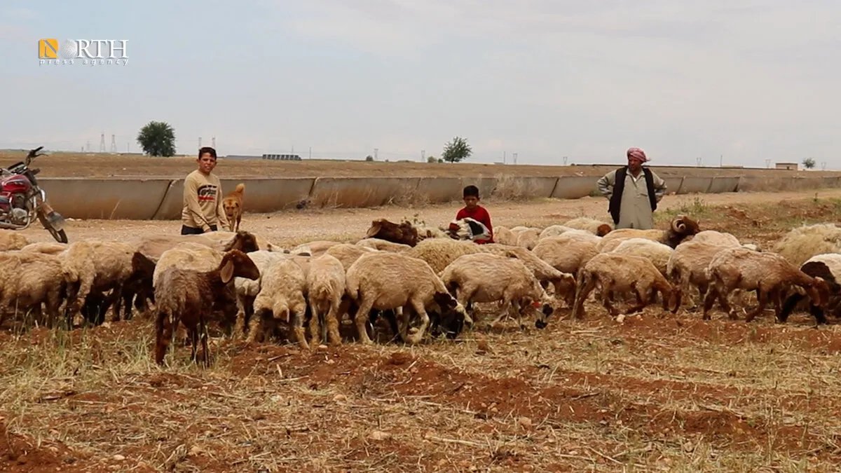 حلب: الثروة الحيوانية تتناقص بسبب غلاء الأعلاف وغياب الدعم الحكومي.. مربّون يواجهون شبح الانهيار
