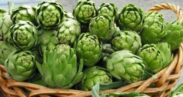 من الزينة إلى التصدير: كيف تحول الأرضي شوكي إلى كنز اقتصادي وصحي في سوريا؟