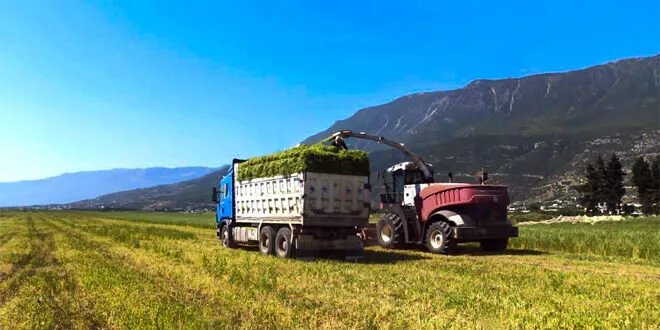 المباقر السورية تحصد 1735 دونماً من الأعلاف لإنتاج السيلاج وتأمين غذاء الأبقار