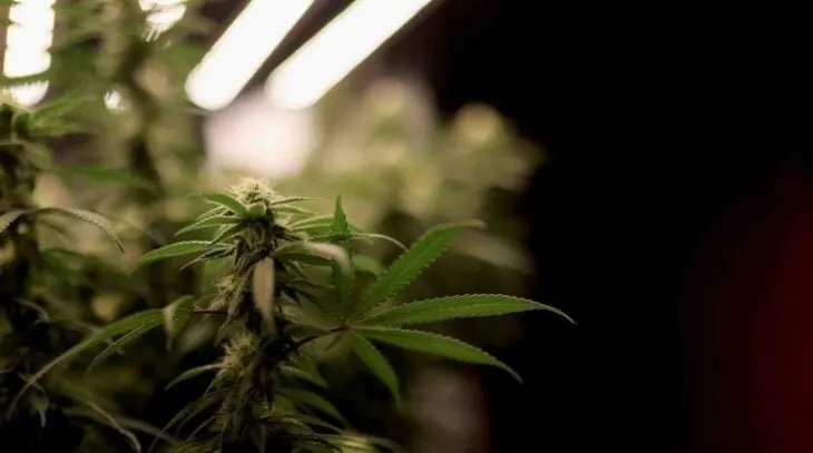 ازدهار القنب الطبي في ألمانيا: تشريعات ليبرالية تقود النمو وشركات تتنافس