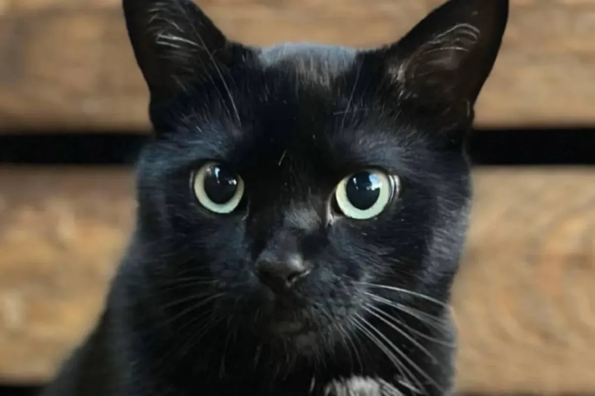 قصة حب ألمانية: زوجان ينفقان 20 ألف يورو للبحث عن قطهما المفقود "نيرو"