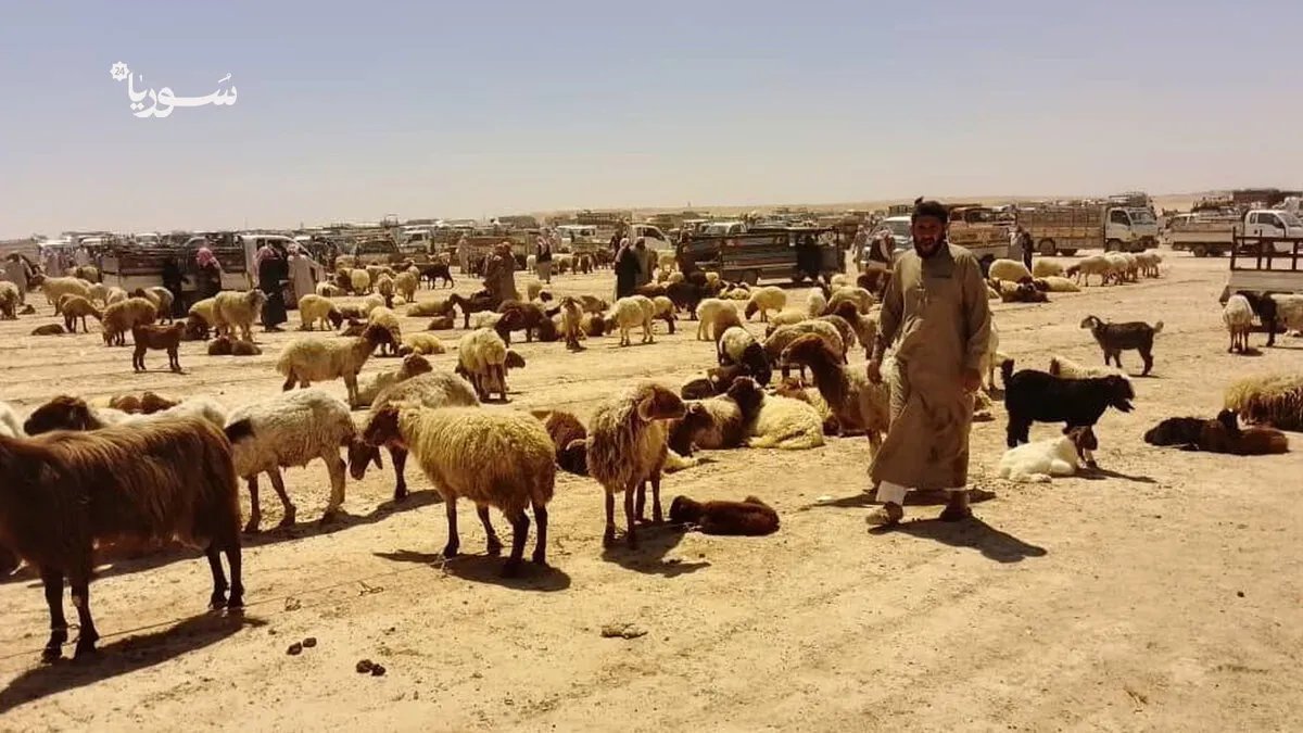 الرقة تستقبل عيد الأضحى بركود غير مسبوق: انخفاض الأسعار لا يُنعش الأسواق