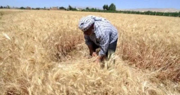 الجفاف يهدد محصول القمح السوري: توقعات بانخفاض حاد والاعتماد على الاستيراد من تركيا