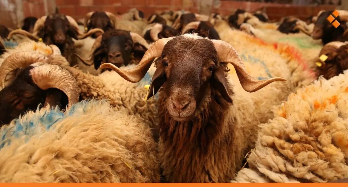 استعدادات عيد الأضحى في دمشق: منح 250 رخصة للقصابين.. تعرف على أسعار الأضاحي المتوقعة