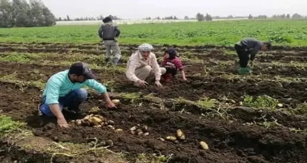 طرطوس: مزارعو البطاطا يتكبدون خسائر فادحة بسبب ارتفاع تكاليف الإنتاج وانخفاض الأسعار