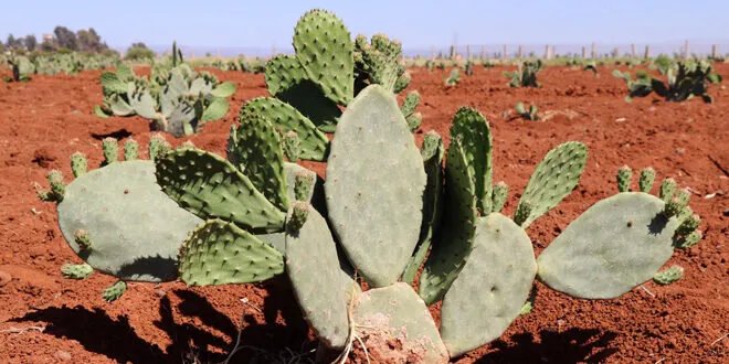 أكساد تطلق مشروعاً لزراعة الصبار الأملس في درعا لمواجهة التغيرات المناخية