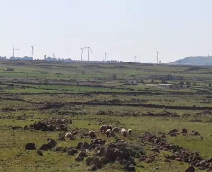 الاحتلال الإسرائيلي يصادر قطيع أبقار ويرعبه داخل الجولان المحتل