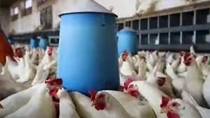 أزمة الدواجن في سوريا: ارتفاع التكاليف يجعل الدجاج أغلى بـ 40% من دول الجوار