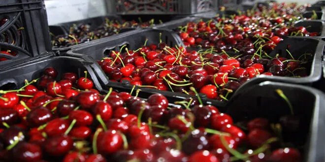 انتعاش الصادرات الزراعية السورية: خطط جديدة لتعزيز الاقتصاد وتذليل العقبات