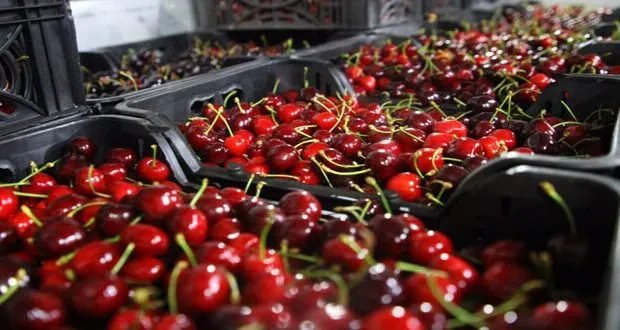 تعزيز الصادرات الزراعية السورية: خطط جديدة لمواجهة التحديات ودعم الاقتصاد الوطني