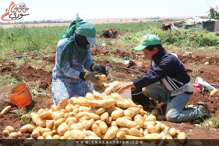 قرار منع استيراد الخضار يحيي آمال المزارعين السوريين: هل ينجح في دعم الإنتاج المحلي؟