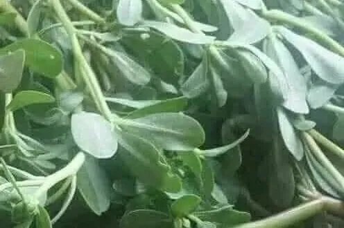 البقلة: نبتة برية خارقة تقضي على الكوليسترول وتمنع السرطان