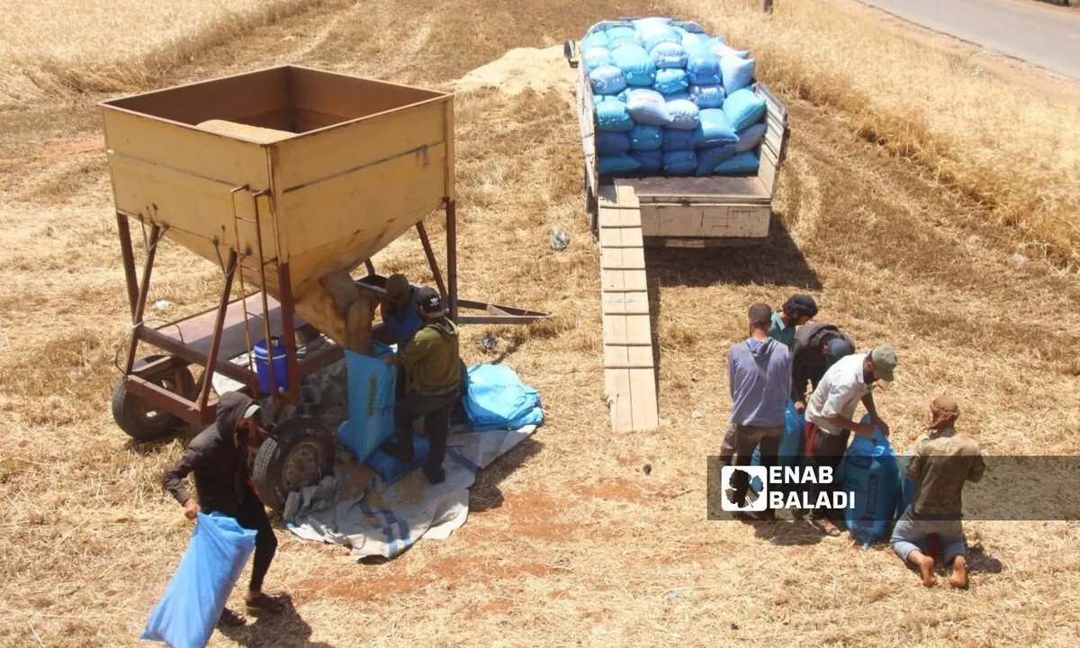 تراجع زراعة القمح في إدلب: الجفاف وارتفاع التكاليف يهددان الأمن الغذائي